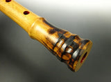 Bachohoshakuhachi (Aitake)